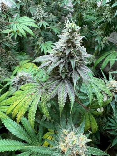 Double Scoop Auto from ElevenThirty Genetics