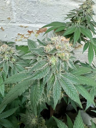 Blue Zlushi Auto cannabis seeds – Auto-Flowering – Relaxing – Feminized – image 2 from Seed City