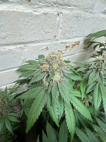 Feminized – Indoor – Raspberry – Blue Zlushi Auto strain – image 4 – from ElevenThirty Genetics via Seed City