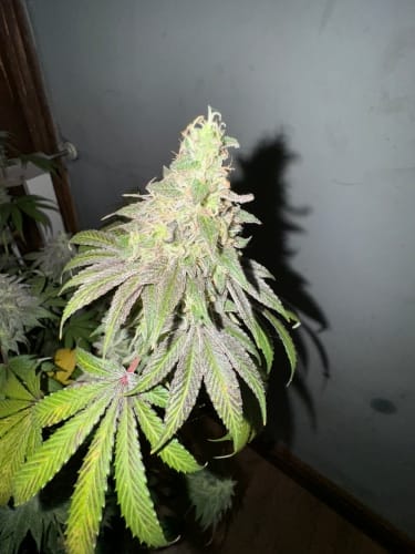 Creative – Feminized – 12/12 Photoperiod – Dawg Fartz strain – image 3 – from ElevenThirty Genetics via Seed City