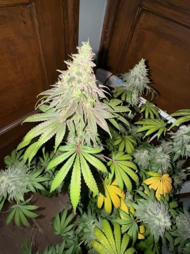 showing Creative – The End of October – Indoor – image 2 – Seed City