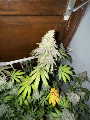 Dawg Fartz from ElevenThirty Genetics