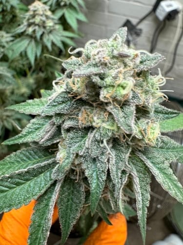 Image 4 of Blue Zlushi cannabis by ElevenThirty Genetics – Short (up to 80cm) – Indica – Indoor-friendly – Seed City