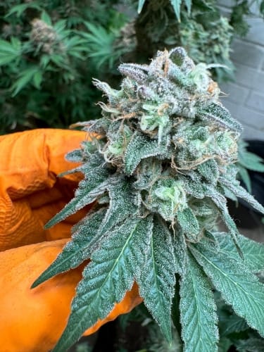 Blue Zlushi cannabis seeds – Indoor-friendly – Relaxing – The End of September – image 3 from Seed City