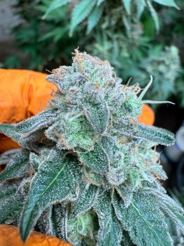 showing Relaxing – 12/12 Photoperiod – Indica – image 1 – Seed City