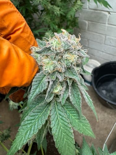 Blue Zlushi by ElevenThirty Genetics – Short (up to 80cm) – Relaxing – The End of September – image 2 – Seed City