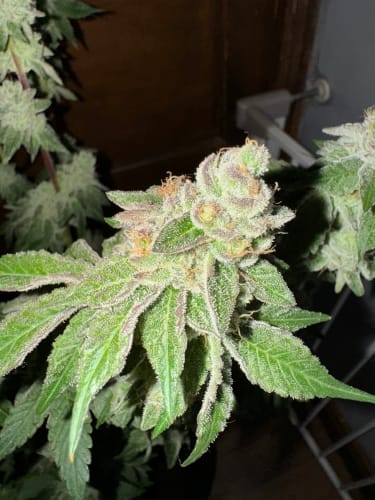 Garlic Budder Auto cannabis seeds – Indica Dominant – Female seeds – Cake – image 2 from Seed City
