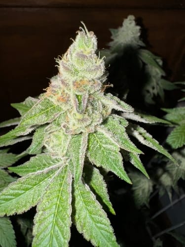 Garlic Budder cannabis seeds – Gassy – Super Strength – Indica-heavy – image 2 from Seed City