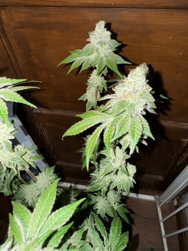 showing Female seeds – Couch Lock – Auto-Flowering – image 3 – Seed City