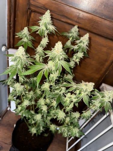 Garlic Budder Auto from ElevenThirty Genetics