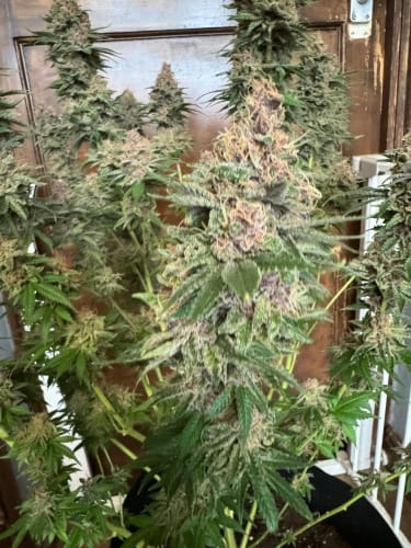 Purple Fun Dip Auto by ElevenThirty Genetics – The End of October – Gassy – Mostly Indica – image 2 – Seed City