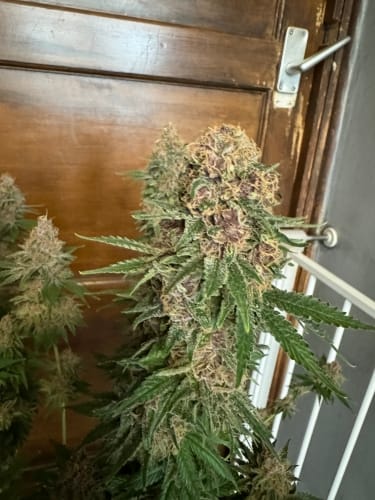 Purple Fun Dip Auto by ElevenThirty Genetics – Excellent harvest potential – Gassy – Feminized – image 3 – Seed City