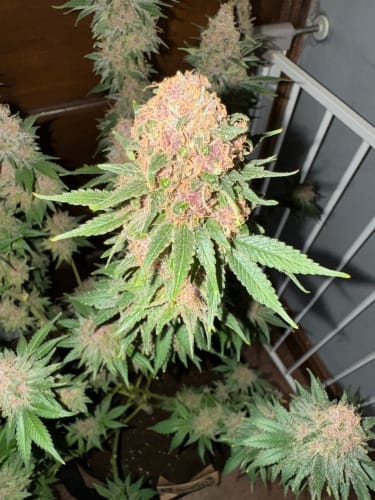 Purple Fun Dip cannabis seeds – Guaranteed female plants – Large yield – Indica-heavy – image 5 from Seed City