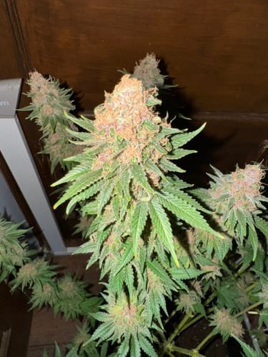 Purple Fun Dip by ElevenThirty Genetics – Large yield – Gassy – Good for outdoor grow – image 4 – Seed City