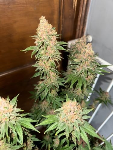Image 3 of Purple Fun Dip cannabis by ElevenThirty Genetics – Indica-heavy – 12/12 Photoperiod – Gassy – Seed City