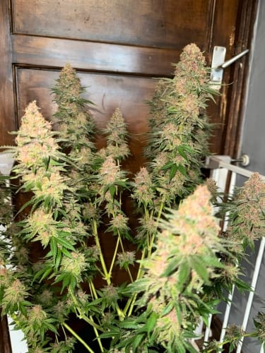 Purple Fun Dip by ElevenThirty Genetics – Cerebral – Gassy – The End of October – image 2 – Seed City