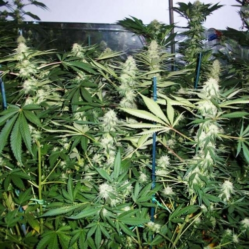 showing Indoor – 50% Indica/50% Sativa – Female seeds – image 1 – Seed City