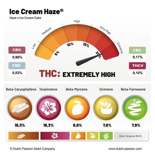 Ice Cream Haze cannabis seeds – Fruity – 12/12 Photoperiod – Regular – image 4 from Seed City