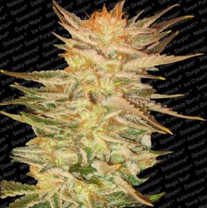 Image 1 of Ice Cream cannabis by Paradise Seeds – Large yield – 12/12 Photoperiod – Dairy – Seed City