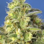 Image 2 of Jack 47 XL Auto cannabis by Sweet Seeds – Auto-Flowering – Sativa-leaning – Good for outdoor grow – Seed City