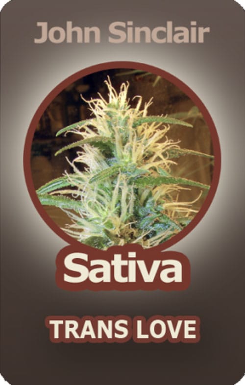 Trans Love from John Sinclair Seeds