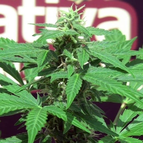 showing Spicy – Sativa-leaning – 12/12 Photoperiod – image 2 – Seed City