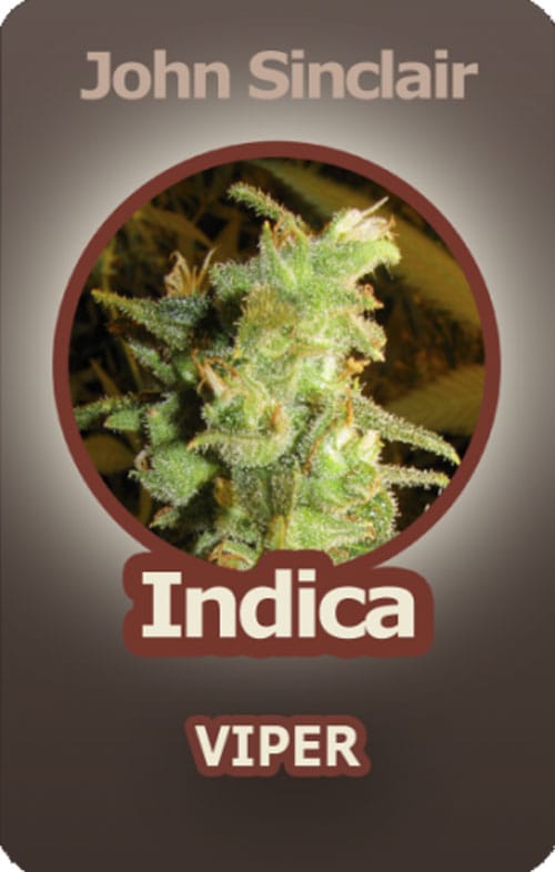 Viper cannabis seeds – Indica Dominant – Relaxing – 12/12 Photoperiod – image 2 from Seed City