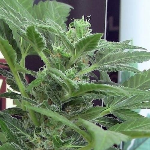 Indica Dominant – Herbal – Suited for indoor growing – Viper strain – image 3 – from John Sinclair Seeds via Seed City
