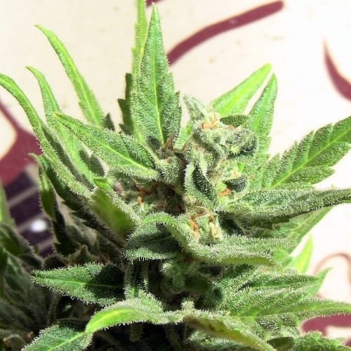 White Panther cannabis seeds – Sweet – Indoor-friendly – 50% Indica/50% Sativa – image 3 from Seed City
