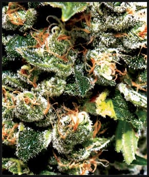 Indica-heavy – 12/12 Photoperiod – Indoor-friendly – Jack Herer strain – image 2 – from Green House Seeds via Seed City