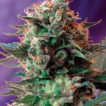 Image 1 of Jack 47 cannabis by Sweet Seeds – Feminized – Incense – Resistant to Mould – Seed City