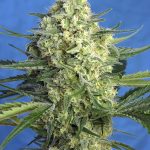 Image 1 of Jack 47 XL Auto cannabis by Sweet Seeds – Auto-Flowering – Sativa-leaning – Good for outdoor grow – Seed City