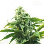 Jack Herer by Seed City Seeds – Suited for indoor growing – Super Strength – Cinnamon – image 1 – Seed City