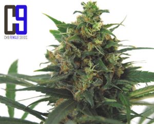 Jack  33 by CH9 Seeds – 12/12 Photoperiod – Excellent harvest potential – Spicy – image 1 – Seed City