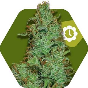 Image 1 of Jack the Ripper Auto cannabis by Zambeza Seeds – Sativa Dominant – Uplifting – Female seeds – Seed City