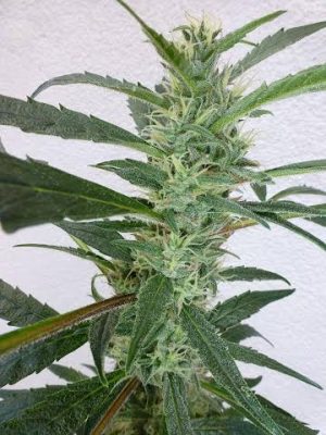 Image 1 of Jamaican Berry cannabis by SuperAutos by Stitch – Feminized – Relaxing – Tall (140cm plus) – Seed City