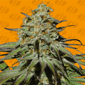Jealousy cannabis seeds – Earthy – Large yield – Super Strength – image 1 from Seed City