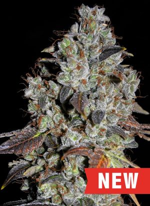 Image 1 of Jealousy cannabis by Cream of the Crop – Female seeds – 50% Indica/50% Sativa – Super Strength – Seed City