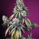 Image 1 of Jealousy Z XL Auto cannabis by Sweet Seeds – Short (up to 80cm) – Earthy – Relaxing – Seed City