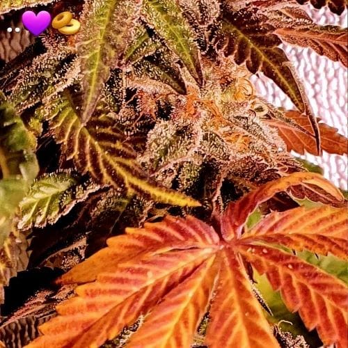 showing Feminized – Mostly Indica – 12/12 Photoperiod – image 2 – Seed City