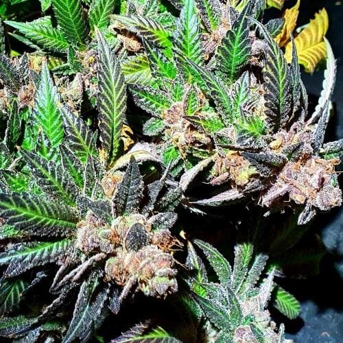 Jelly Donuts by Holy Smoke Seeds – Suited for indoor growing – Sweet – 12/12 Photoperiod – image 3 – Seed City