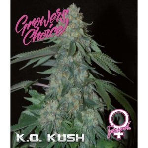 KO Kush by Growers Choice – Sativa-leaning – Indoor – Female seeds – image 1 – Seed City