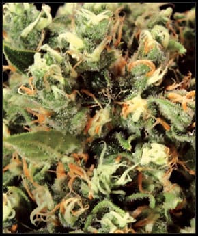 Kalashnikova cannabis seeds – General Pain – The End of September – Suited for indoor growing – image 2 from Seed City