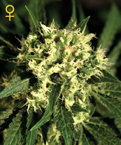 Kalashnikova Autoflowering by Green House Seeds – Female seeds – High Yielding – Indica-heavy – image 2 – Seed City