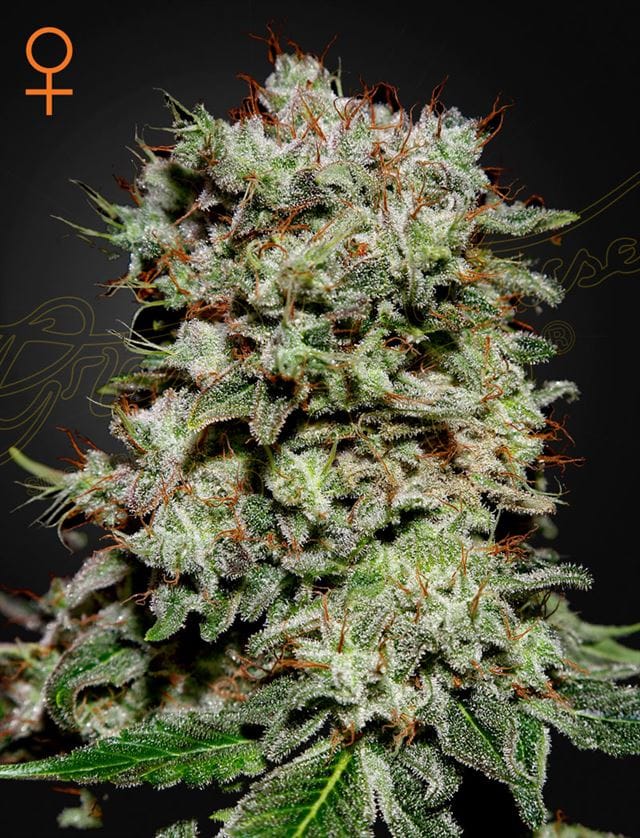 Kalashnikova cannabis seeds – The End of September – Feminized – 12/12 Photoperiod – image 1 from Seed City