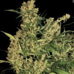 Εικόνα 4 από Kali Mist κάνναβη από Serious Seeds – Ενισχυτικό – Ανθεκτικό στη μούχλα – Sativa – Seed City