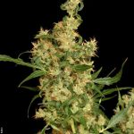 Kali Mist σπόροι κάνναβης – Sativa – Φωτοπεριόδου 12/12 – Πικάντικο – εικόνα 2 από Seed City