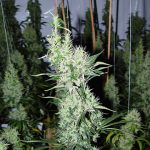 Πικάντικο – Αρχές Νοεμβρίου – Sativa – εικόνα 1 – Seed City