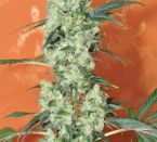 Minty – Tall (140cm plus) – High Yielding – Kalichakra strain – image 2 – from Mandala Seeds via Seed City