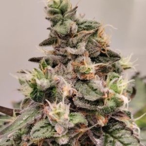 Kashmir from Ace Seed bank